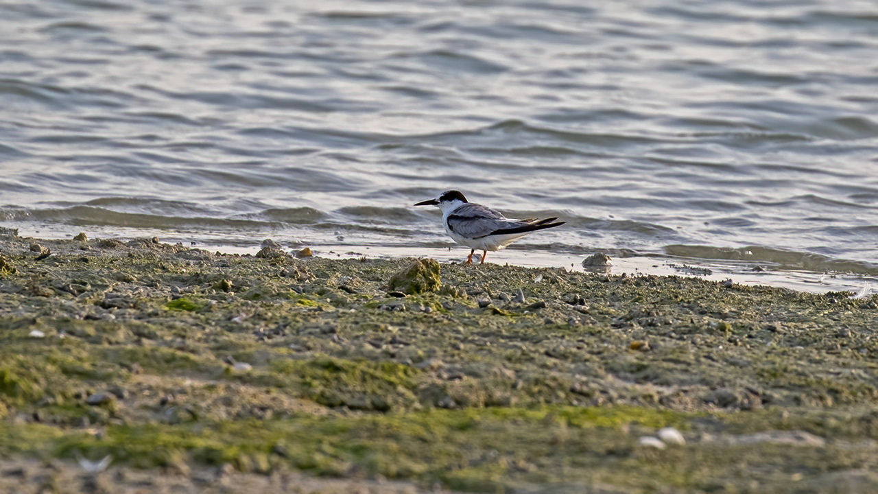 Little Tern